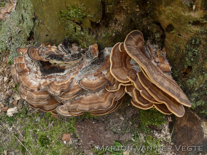 Reuzenzwam - Meripilus giganteus