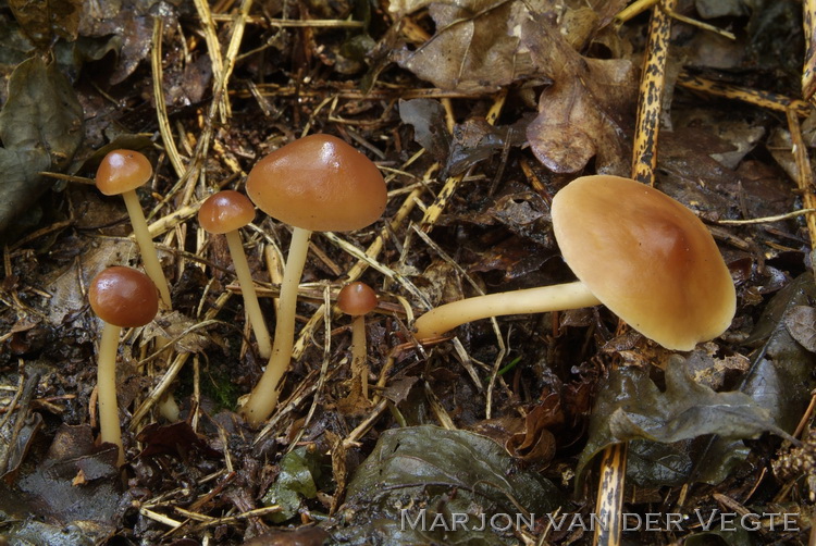 Rossige collybia - Rhodocollybia prolixa