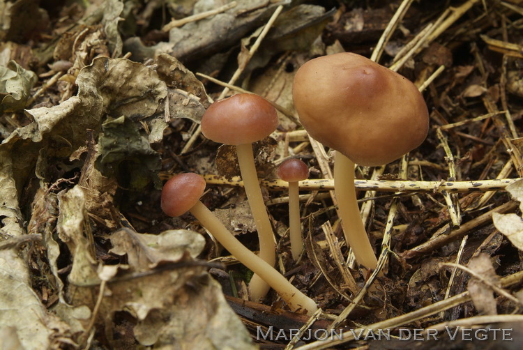 Rossige collybia - Rhodocollybia prolixa