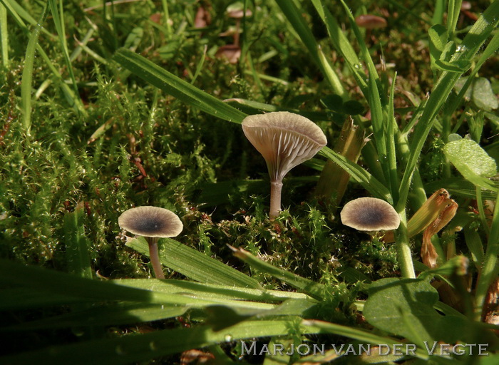 Paarsharttrechtertje - Rickenella swartzii