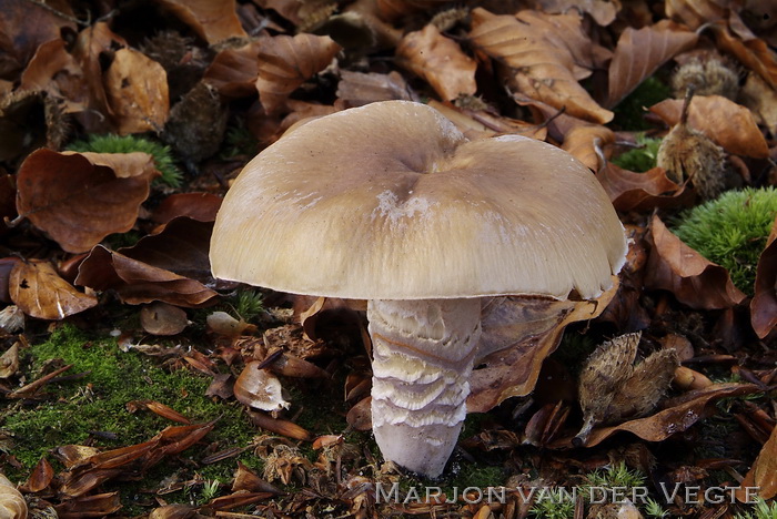 Rimpelige gordijnzwam - Cortinarius lividoochraceus