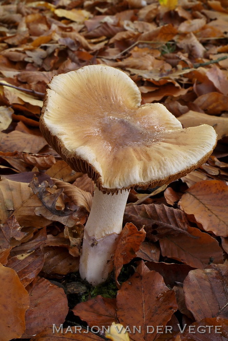 Kleibosminnende rimpelgordijnzwam - Cortinarius pseudocollinitus