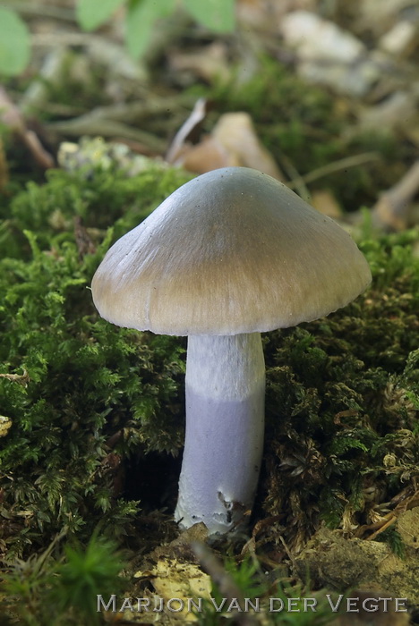 Bedrieglijke rimpelgordijnzwam - Cortinarius dischroipes