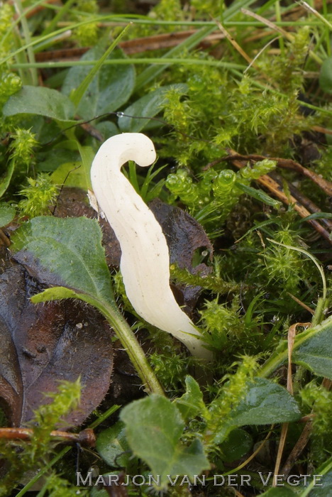 Rimpelige koraalzwam - Clavulina rugosa