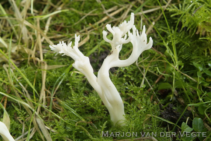 Rimpelige koraalzwam - Clavulina rugosa