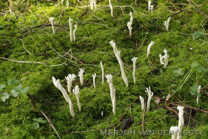 Rimpelige koraalzwam - Clavulina rugosa