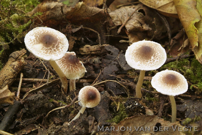 Ringloze stinkparasolzwam - Lepiota hymenoderma