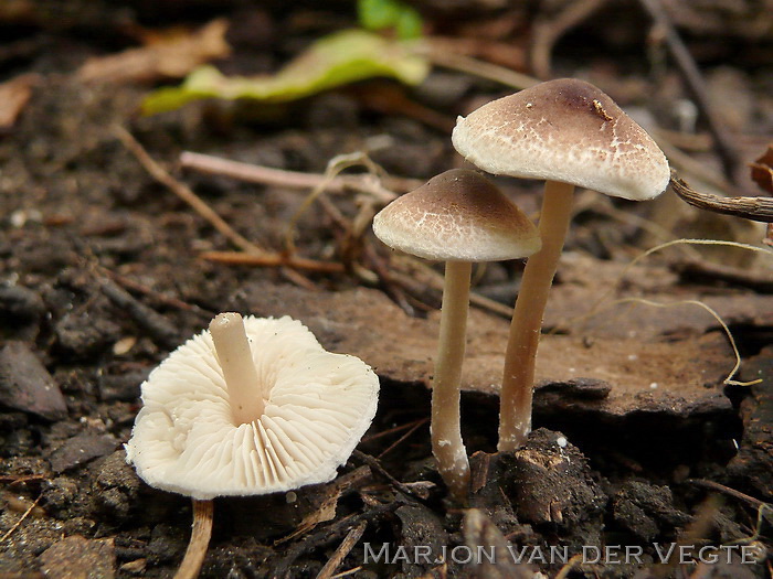 Ringloze stinkparasolzwam - Lepiota hymenoderma