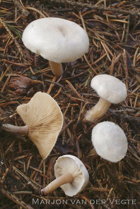 Gewoon vilthoedje - Ripartites tricholoma