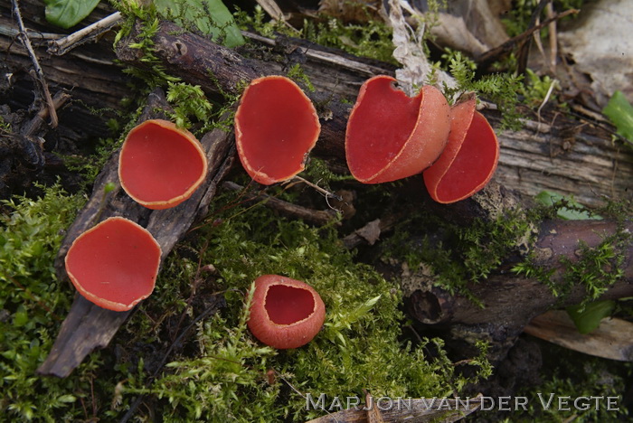 Rode kelkzwam - Sarcoscypha coccinea