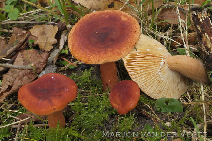 Rode kleibosmelkzwam - Lactarius fulvissimus