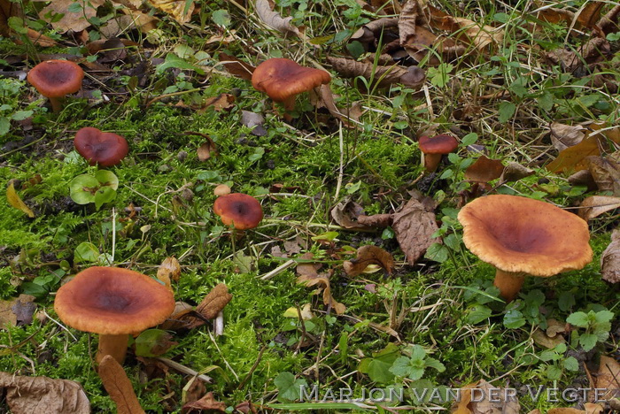 Rode kleibosmelkzwam - Lactarius fulvissimus