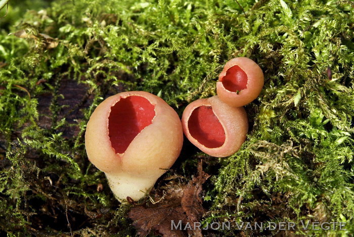 Rode krulhaarkelkzwam - Sarcoscypha austriaca