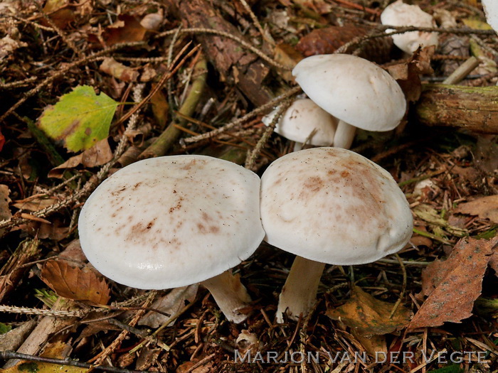 Roestvlekkenzwam - Rhodocollybia maculata