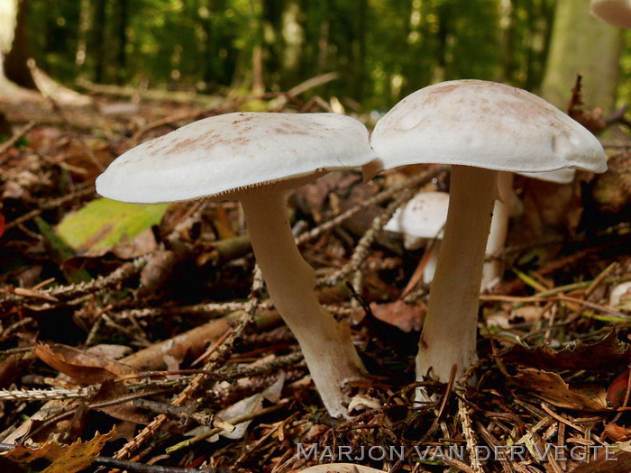 Roestvlekkenzwam - Rhodocollybia maculata