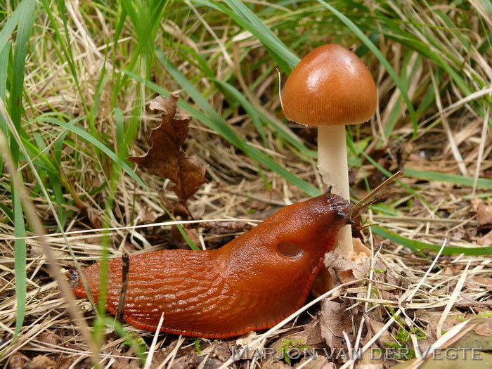 Roodbruine slanke amaniet - Amanita fulva