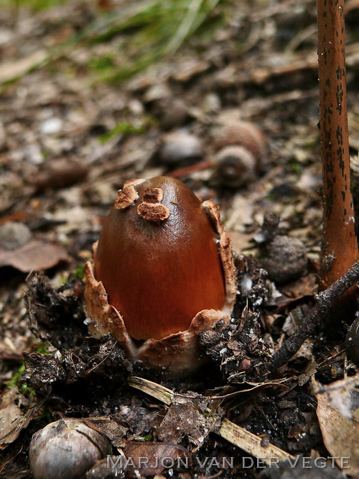 Roodbruine slanke amaniet - Amanita fulva