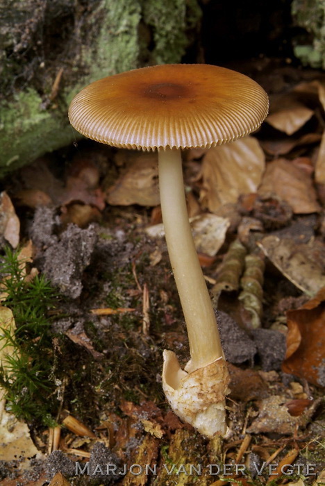 Roodbruine slanke amaniet - Amanita fulva