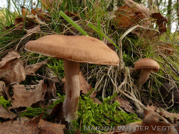 Roodbruine gordijnzwam - Cortinarius subbalaustinus