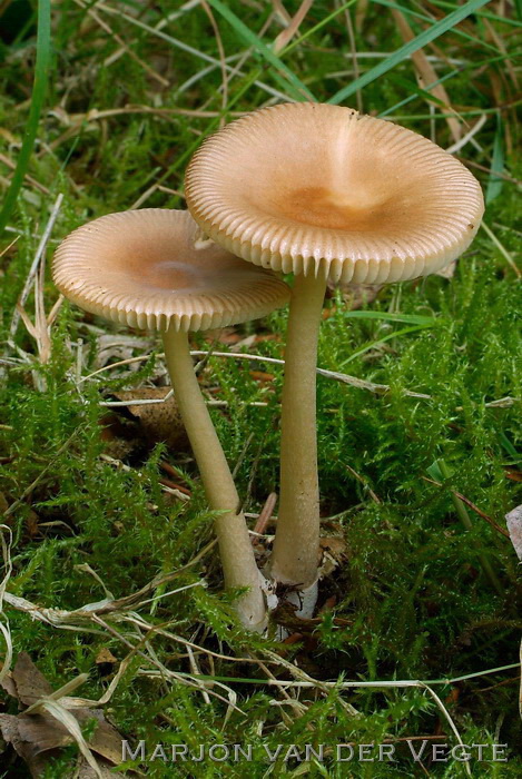 Roodbruine slanke amaniet - Amanita fulva