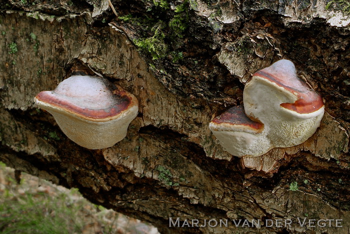 Roodgerande houtzwam - Fomitopsis pinicola