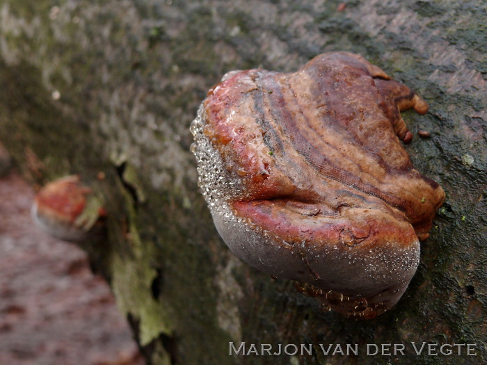 Roodgerande houtzwam - Fomitopsis pinicola