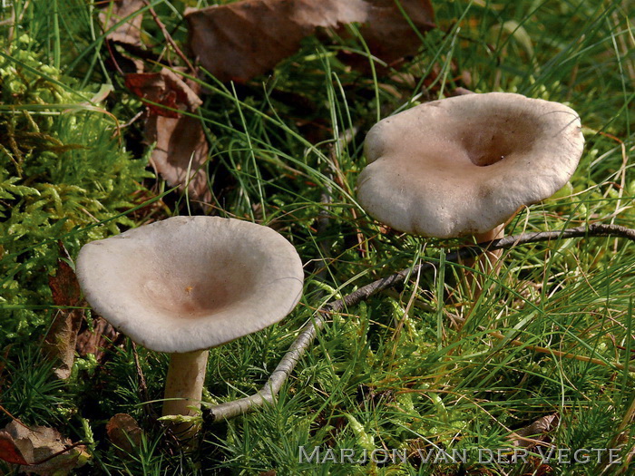 Roodgrijze melkzwam - Lactarius vietus