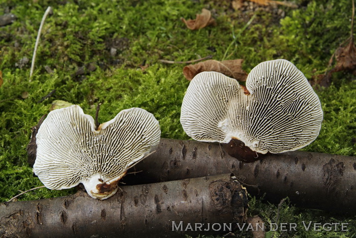 Roodplaathoutzwam - Daedaleopsis tricolor