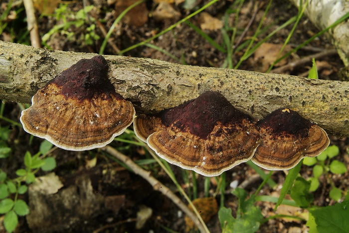 Roodporiehoutzwam - Daedaleopsis confragosa