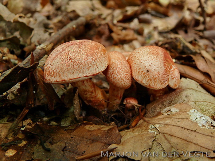 Roodschubbige gordijnzwam - Cortinarius bolaris