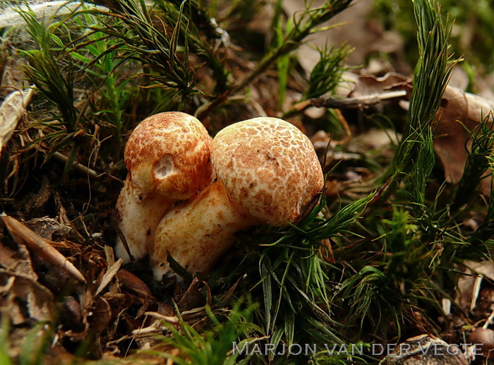 Roodschubbige gordijnzwam - Cortinarius bolaris