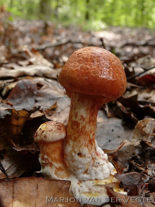 Roodschubbige gordijnzwam - Cortinarius bolaris