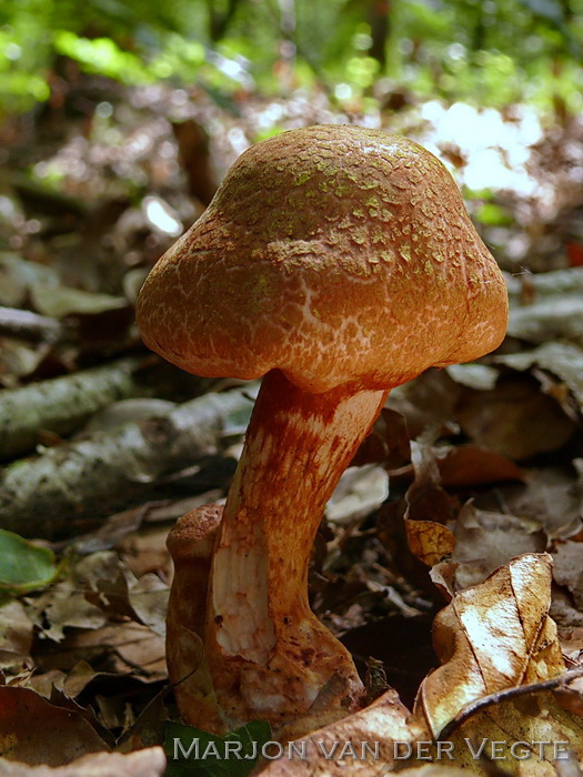 Roodschubbige gordijnzwam - Cortinarius bolaris