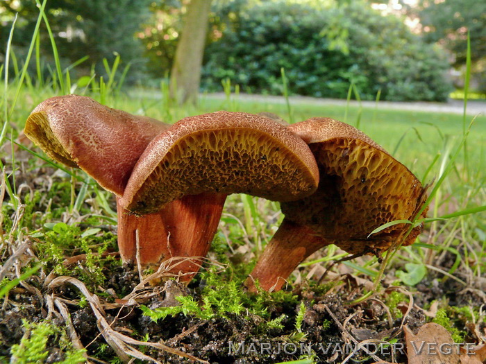 Rode boleet - Xerocomus rubellus