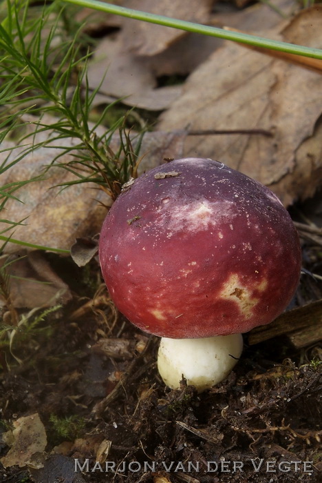 Roodvoetrussula - Russula xerampelina