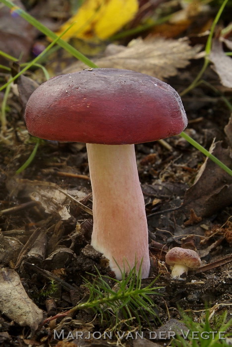 Roodvoetrussula - Russula xerampelina