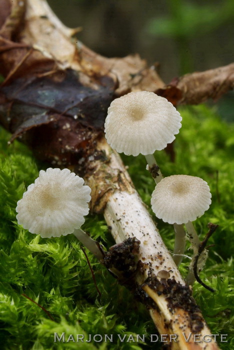 Slijmsteelmycena - Roridomyces roridus