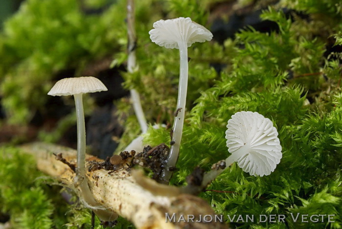 Slijmsteelmycena - Roridomyces roridus