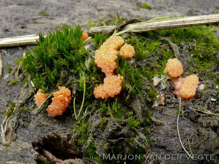 Rossig buiskussentje - Tubifera arachnoidea