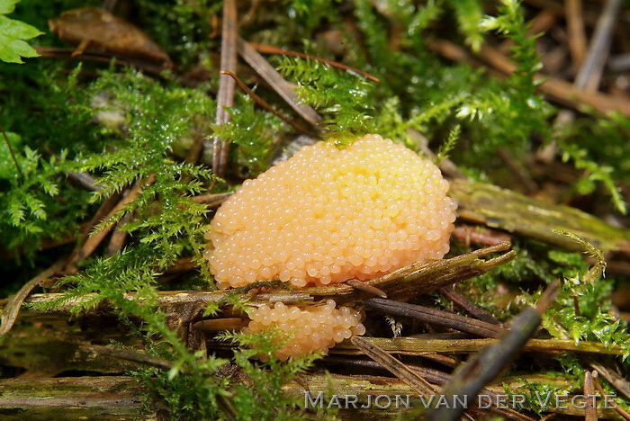 Rossig buiskussentje - Tubifera arachnoidea