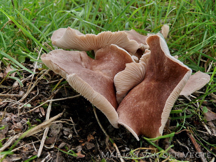 Compostcollybia - Gymnopus luxurians