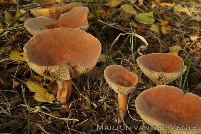 Rossige melkzwam - Lactarius rufus