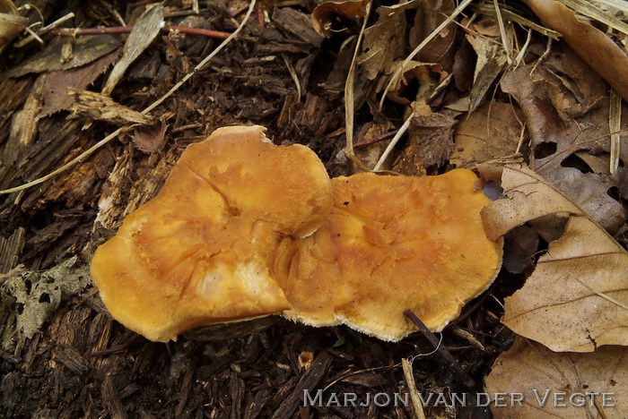 Rossige stekelzwam - hydnum rufescens