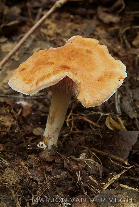 Rossige stekelzwam - hydnum rufescens