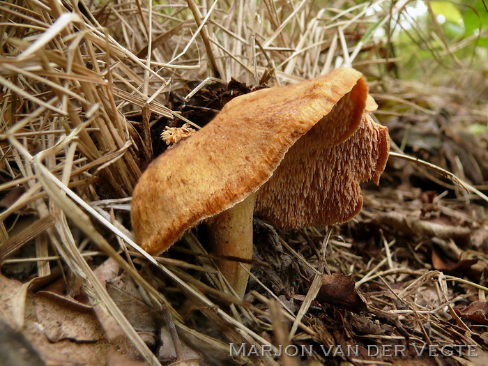 Rossige stekelzwam - hydnum rufescens