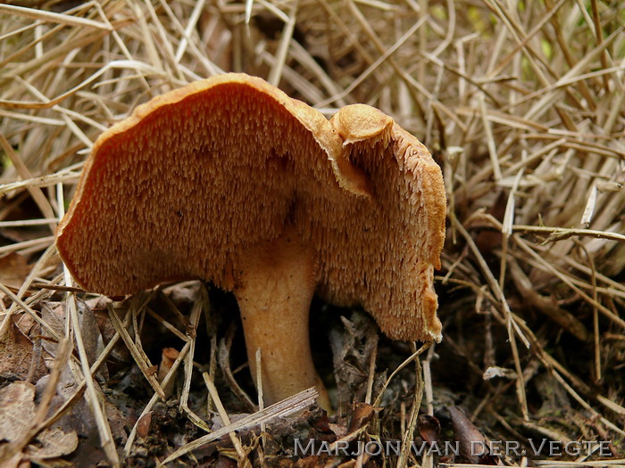 Rossige stekelzwam - hydnum rufescens