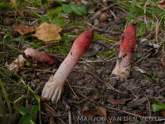 Roze stinkzwam - Mutinus ravenelii