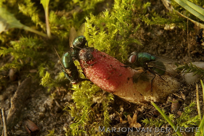 Roze stinkzwam - Mutinus ravenelii