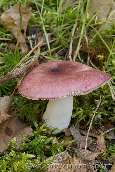 Roze berkenrussula - Russula betularum