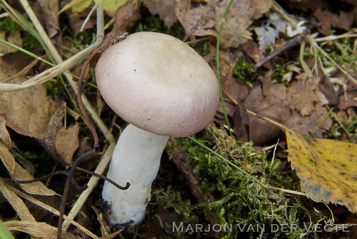 Roze berkenrussula - Russula betularum